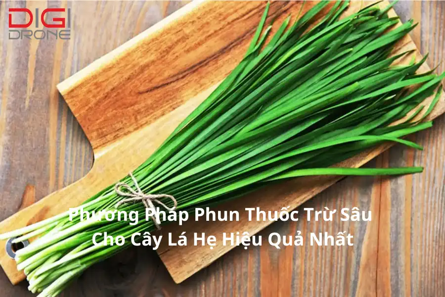 Phương Pháp Phun Thuốc Trừ Sâu Cho Cây Lá Hẹ Hiệu Quả Nhất