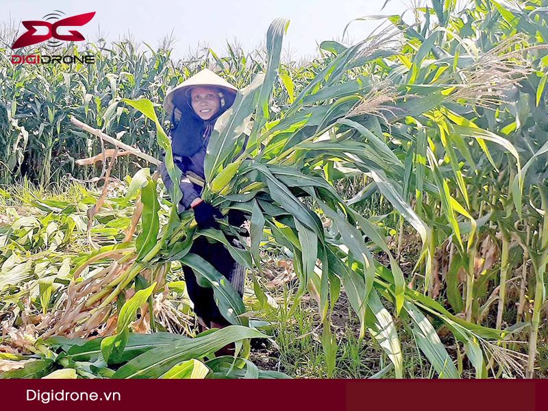 Sâu bệnh hại ngô & cách phòng trừ hiệu quả