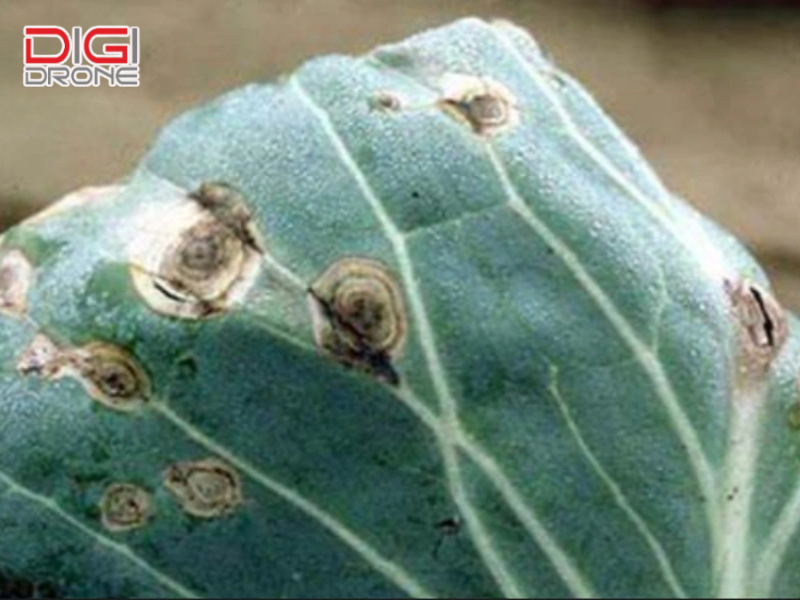 Cách điều trị bệnh đốm vòng khi cây đã nhiễm