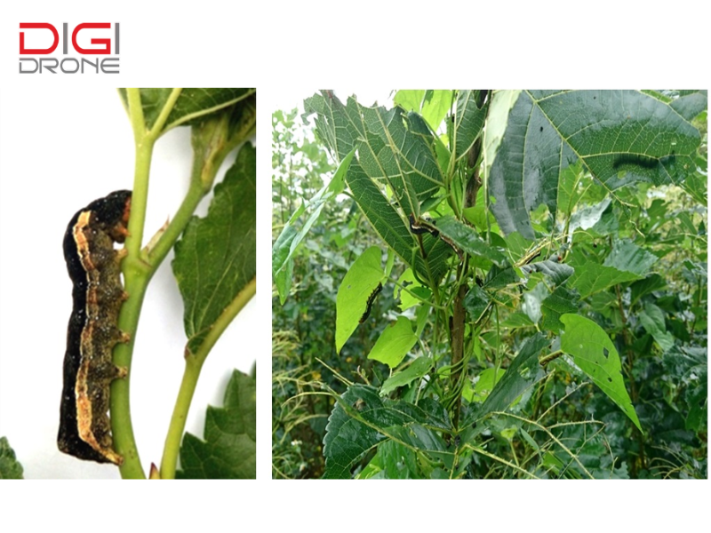 Hình ảnh sâu khoang gây hại trên cây dâu tằm