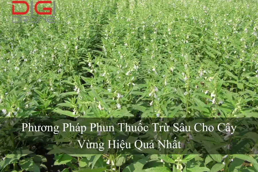 Phương Pháp Phun Thuốc Trừ Sâu Cho Cây Vừng Hiệu Quả Nhất