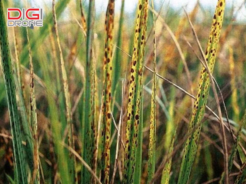 Các loại thuốc đặc trị và cách điều trị bệnh khô vằn