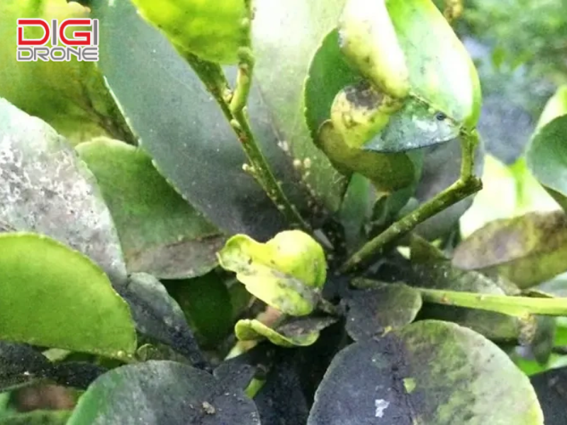 Nguyên nhân gây bệnh và tác hại nghiêm trọng