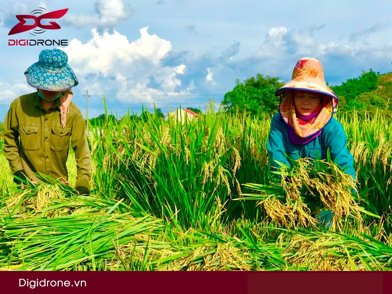 Đặc điểm giống lúa ADI 168 & kỹ thuật canh tác