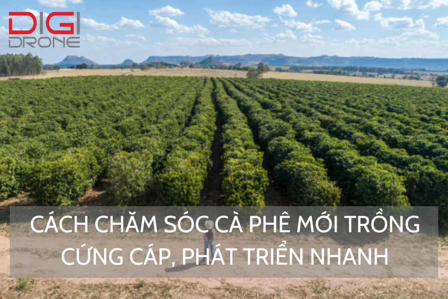 Cách Chăm Sóc Cà Phê Mới Trồng Cứng Cáp, Phát Triển Nhanh