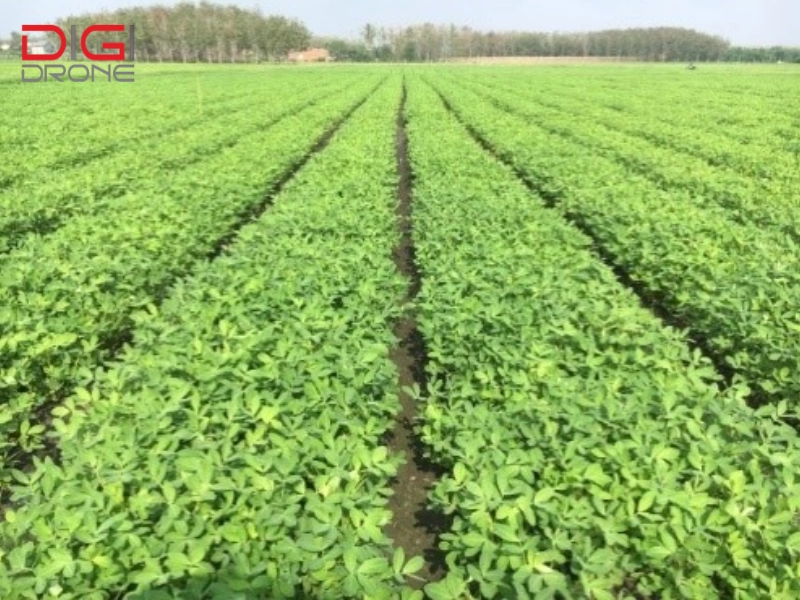 Tưới nước cho đậu phộng (lạc) bằng XAG P100 là giải pháp tối ưu