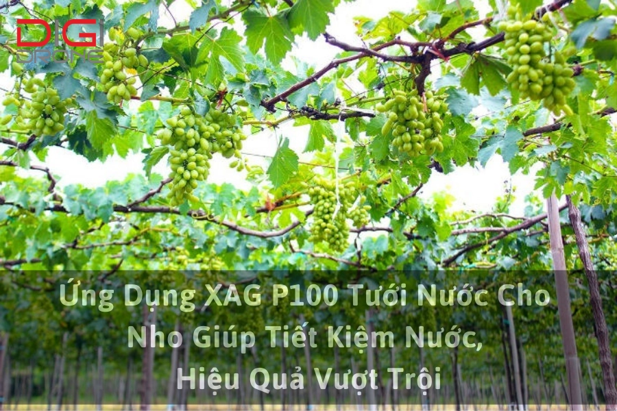 Ứng Dụng XAG P100 Tưới Nước Cho Nho Giúp Tiết Kiệm Nước, Hiệu Quả Vượt Trội
