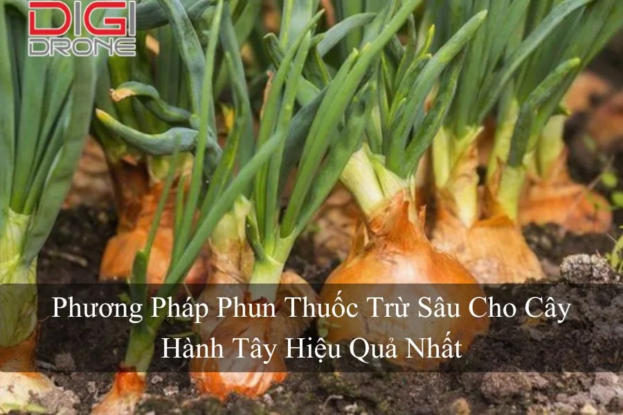 Phương Pháp Phun Thuốc Trừ Sâu Cho Cây Hành Tây Hiệu Quả Nhất