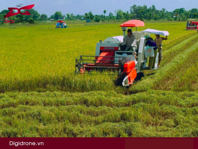 Vụ mùa là gì? đặc điểm vụ mùa lúa ở Việt Nam