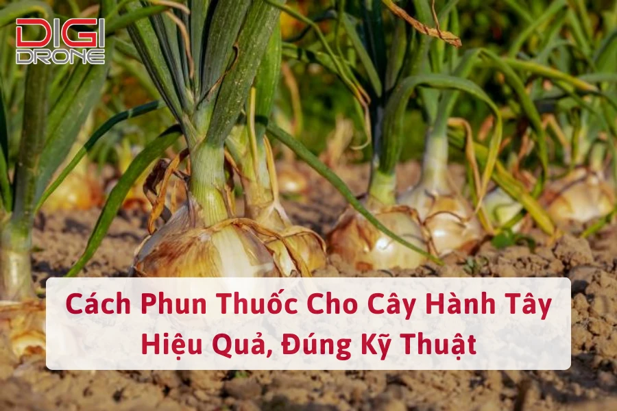 Cách Phun Thuốc Cho Cây Hành Tây Hiệu Quả, Đúng Kỹ Thuật