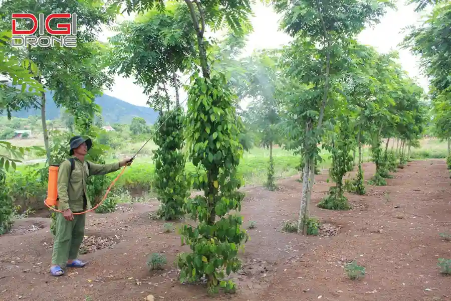 phương pháp gieo hạt cà phê