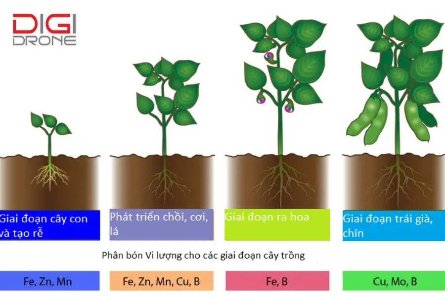 Nhu cầu dinh dưỡng của cây me trong từng giai đoạn sinh trưởng