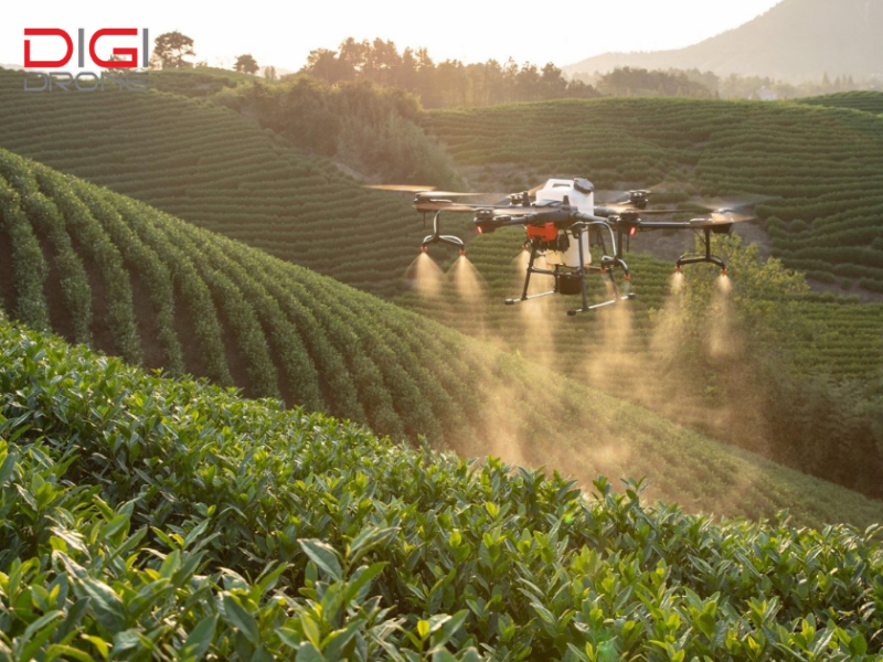 Những lỗi thường gặp khi phun thuốc trừ sâu cho cây chè