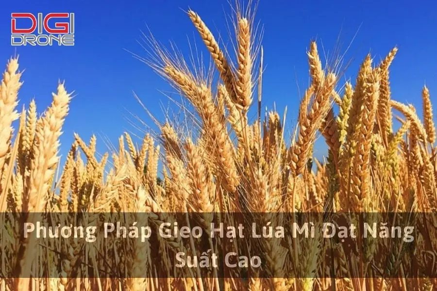 Phương Pháp Gieo Hạt Lúa Mì Đạt Năng Suất Cao