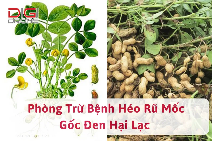 Cách Phòng Trừ Bệnh Héo Rũ Gốc Mốc Đen Hại Lạc Nhanh Chóng