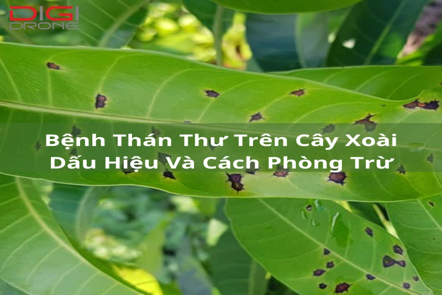 Bệnh Thán Thư Trên Xoài | Dấu Hiệu Và Cách Phòng Trừ