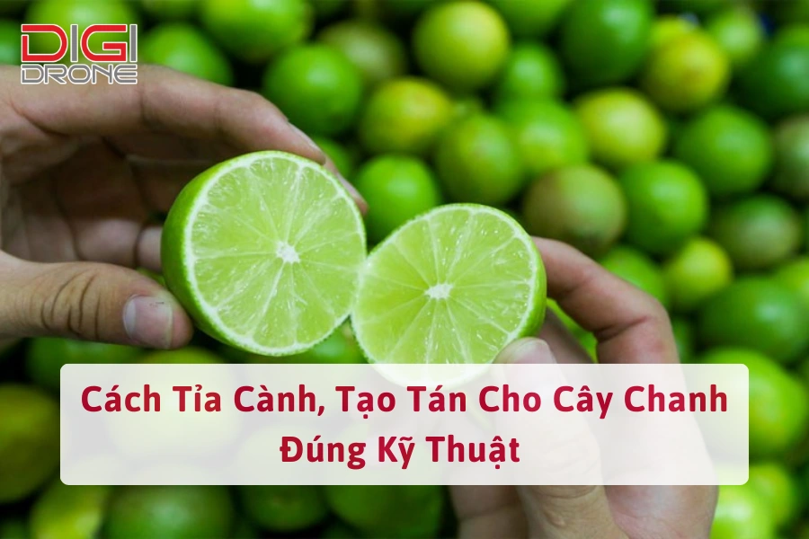 Cách Tỉa Cành, Tạo Tán Cho Cây Chanh Đúng Kỹ Thuật 