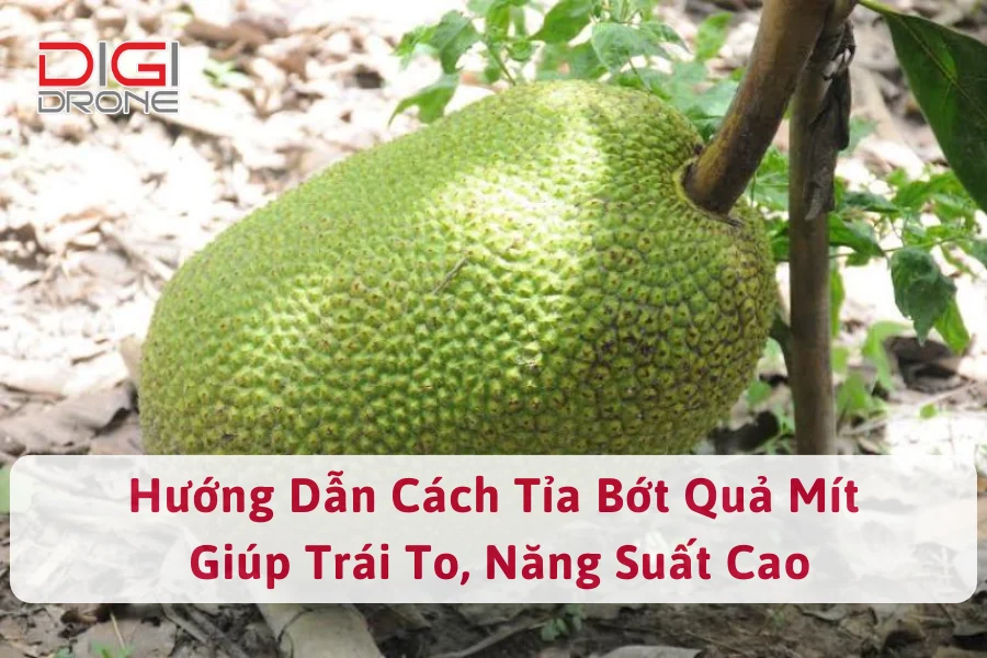 Hướng Dẫn Cách Tỉa Bớt Quả Mít Giúp Trái To, Năng Suất Cao