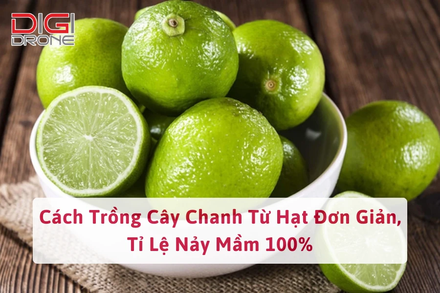 Cách Trồng Cây Chanh Từ Hạt Đơn Giản, Tỉ Lệ Nảy Mầm 100%