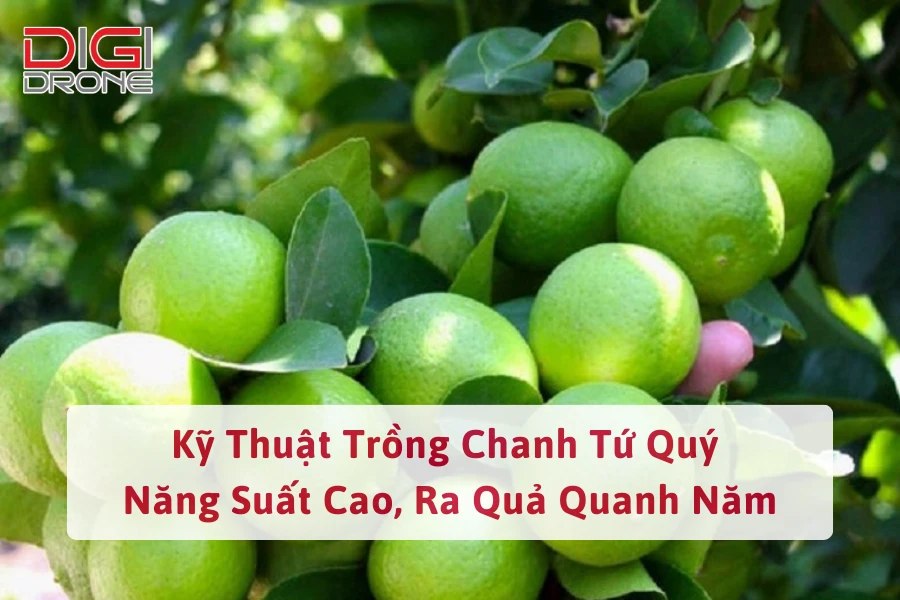 Kỹ Thuật Trồng Chanh Tứ Quý Năng Suất Cao, Ra Quả Quanh Năm