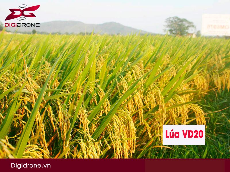 Giống lúa VD20 có nguồn gốc và đặc tính như thế nào?