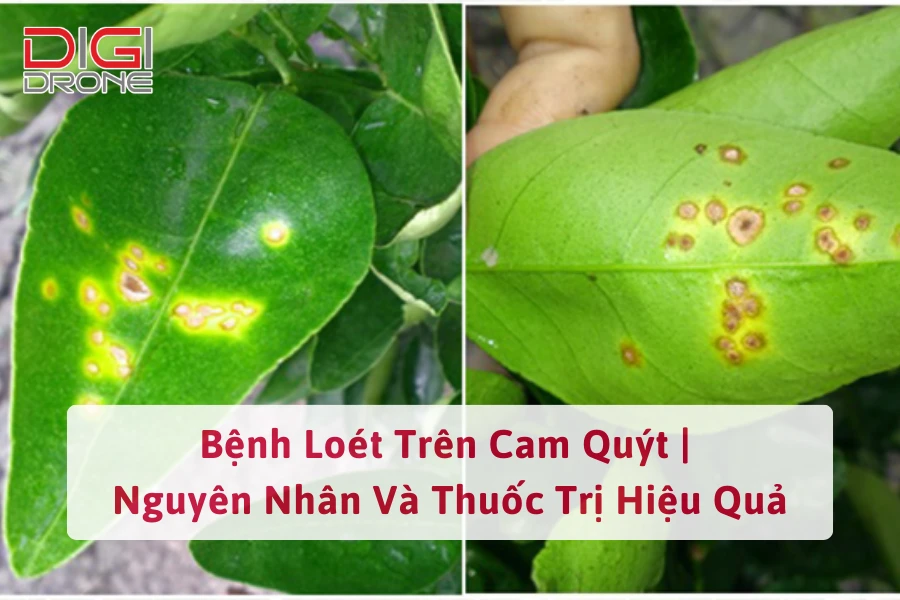 Bệnh Loét Trên Cam Quýt | Nguyên Nhân Và Thuốc Trị Hiệu Quả