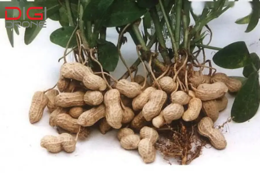 phun thuốc cho cây đậu phộng
