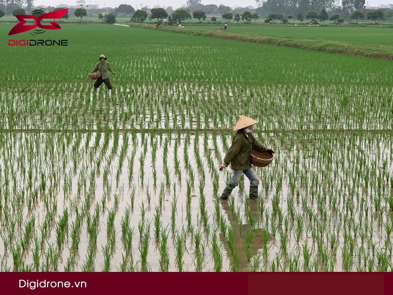 Bệnh nghẹt rễ lúa: Nguyên nhân & biện pháp phòng tránh