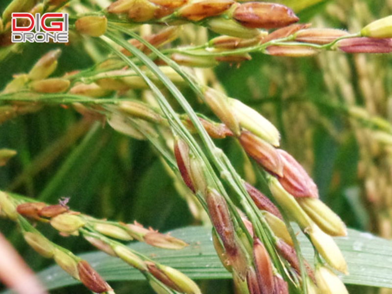 Biện pháp xử lý khi lúa bị lem lép hạt