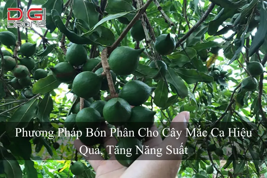 Phương Pháp Bón Phân Cho Cây Mắc Ca Hiệu Quả, Tăng Năng Suất