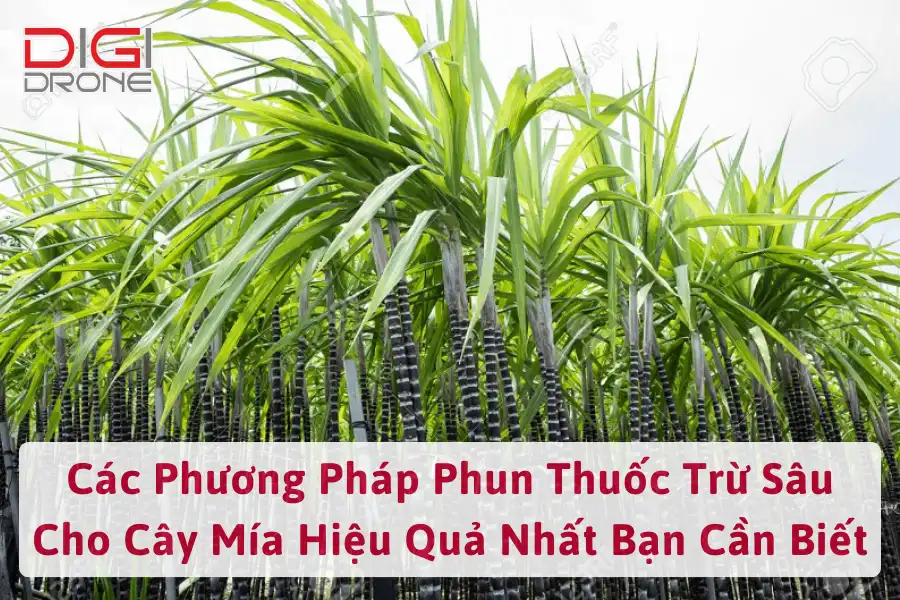 Các Phương Pháp Phun Thuốc Trừ Sâu Cho Cây Mía Hiệu Quả Nhất Bạn Cần Biết