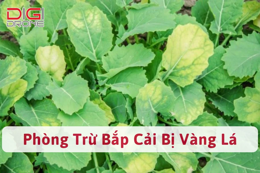 Bắp Cải Bị Vàng Lá | Nguyên Nhân Và Cách Phòng Trừ Hiệu Quả