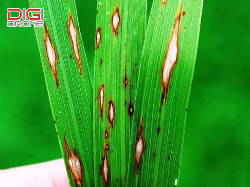 Lưu ý quan trọng khi phòng trừ bệnh đạo ôn lúa
