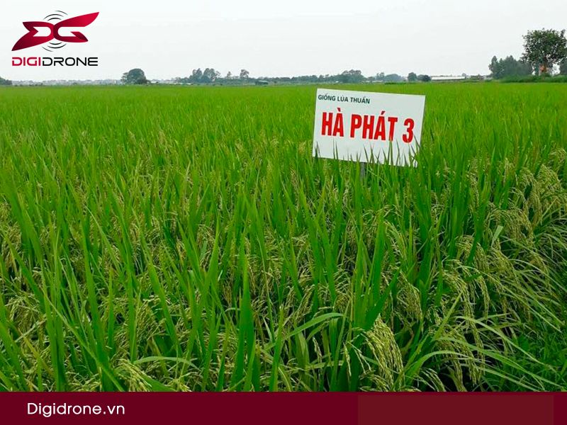 Giống lúa Hà Phát 3 có những ưu điểm gì?