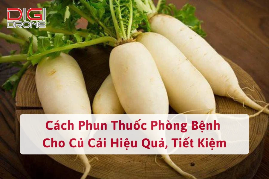 Cách Phun Thuốc Phòng Bệnh Cho Củ Cải Hiệu Quả, Tiết Kiệm