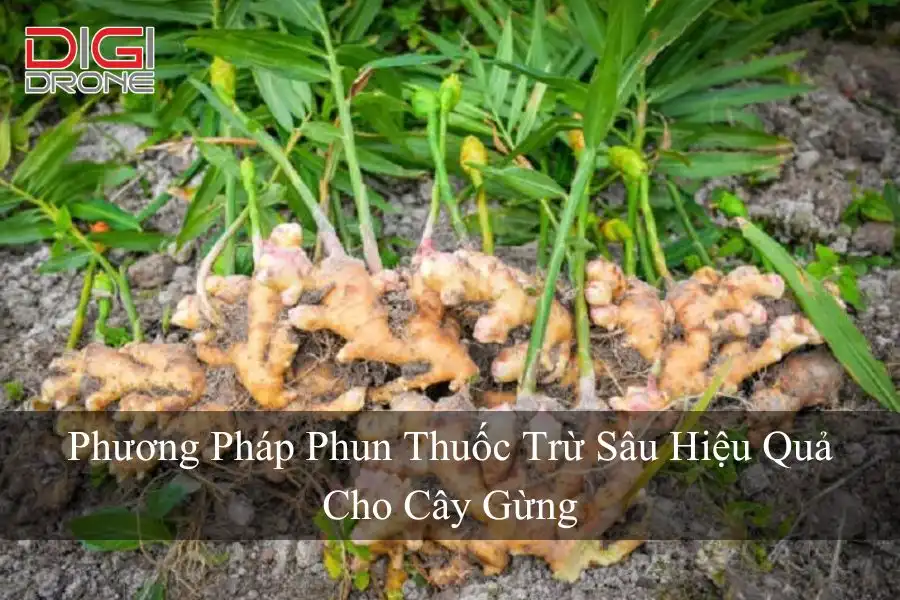 Phương Pháp Phun Thuốc Trừ Sâu Hiệu Quả Cho Cây Gừng