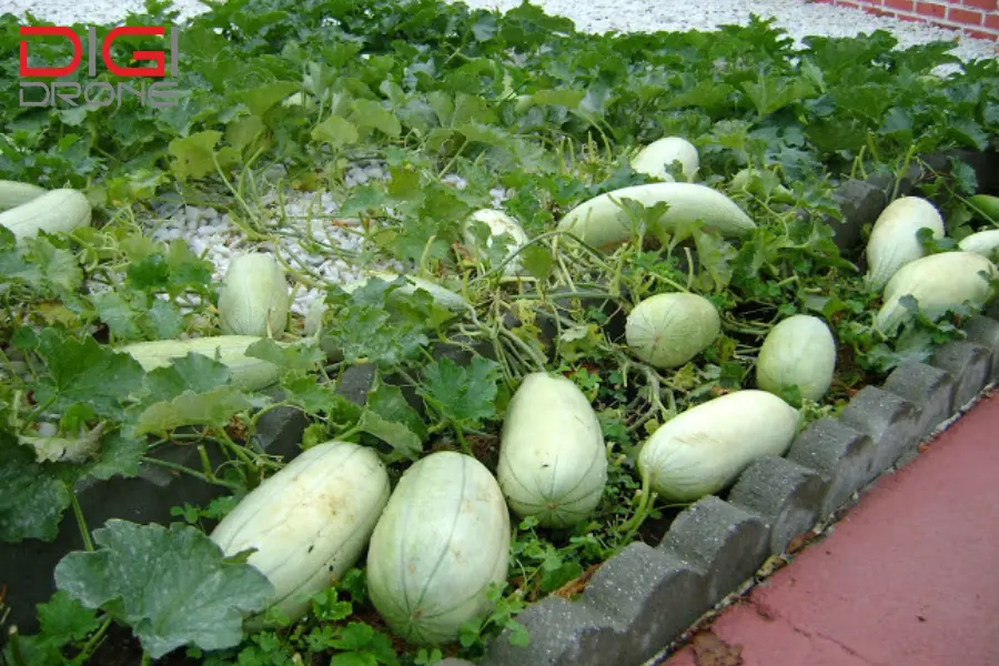 phun thuốc cho cây dưa gang phun thuốc cho cây dưa gang