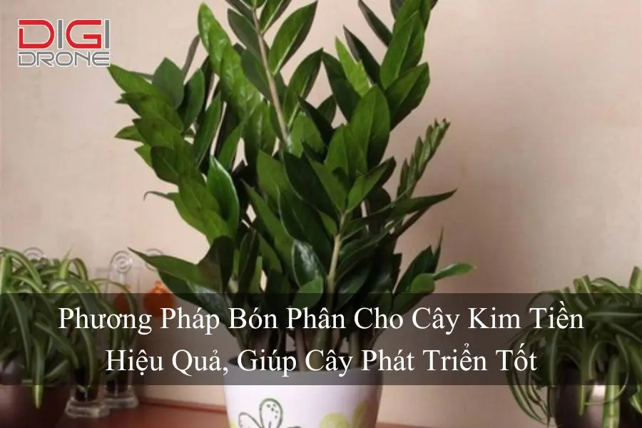 Phương Pháp Bón Phân Cho Cây Kim Tiền Hiệu Quả, Giúp Cây Phát Triển Tốt