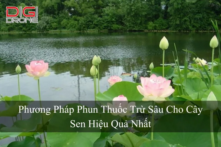 Phương Pháp Phun Thuốc Trừ Sâu Cho Cây Sen Hiệu Quả Nhất