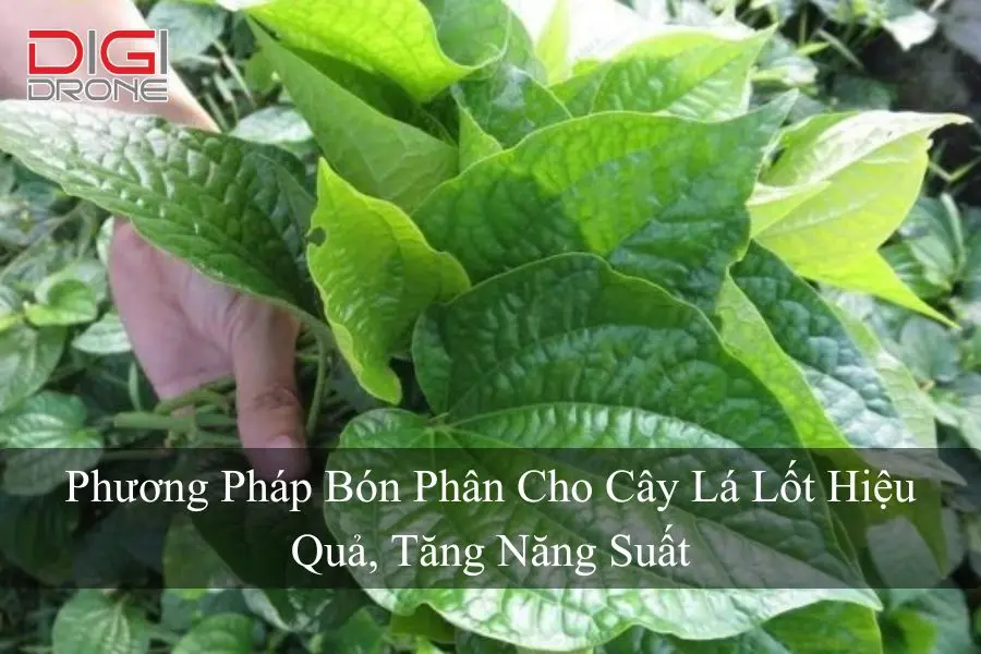 Phương Pháp Bón Phân Cho Cây Lá Lốt Hiệu Quả, Tăng Năng Suất