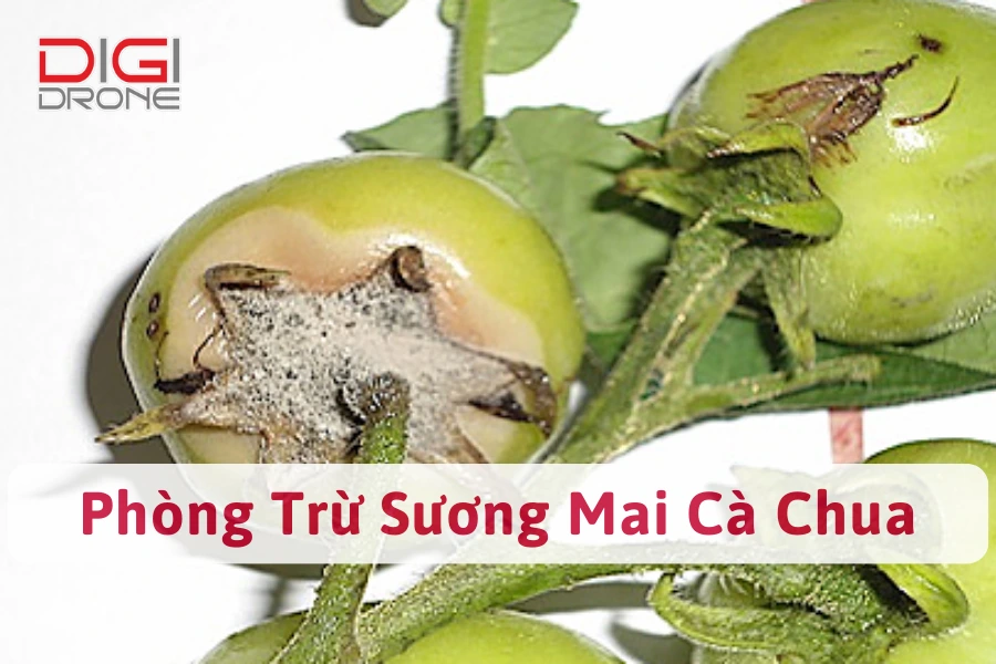 Bệnh Sương Mai Cà Chua | Nguyên Nhân Và Cách Phòng Trừ