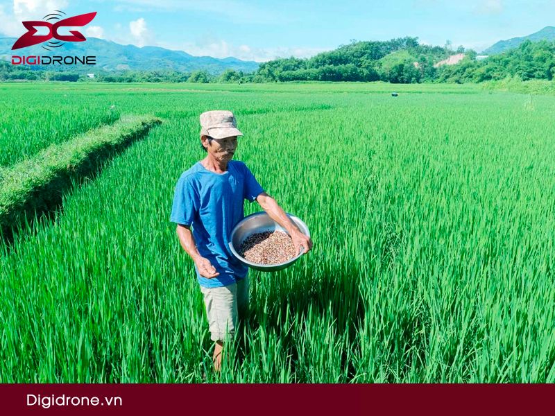 Lúa 3 vụ là gì?