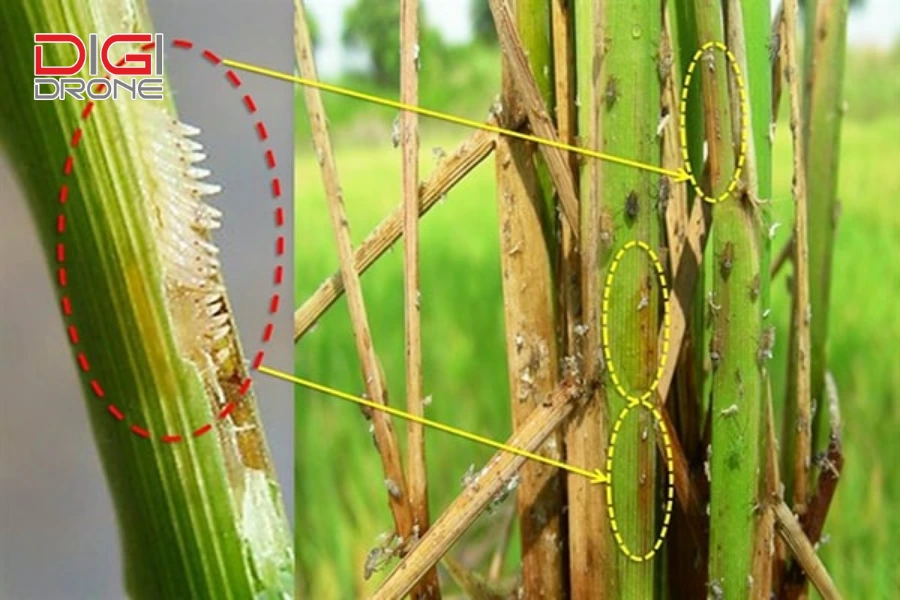 đặc điểm gây hại của rầy nâu hại lúa