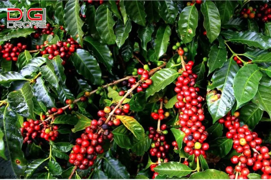 cách bố trí khoảng cách trồng cà phê xanh lùn