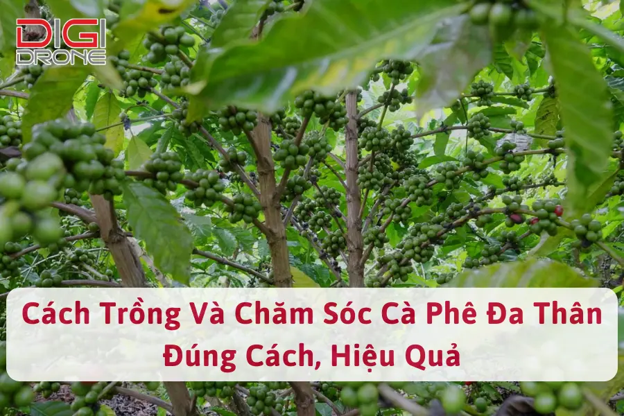 Cách Trồng Và Chăm Sóc Cà Phê Đa Thân Đúng Cách, Hiệu Quả