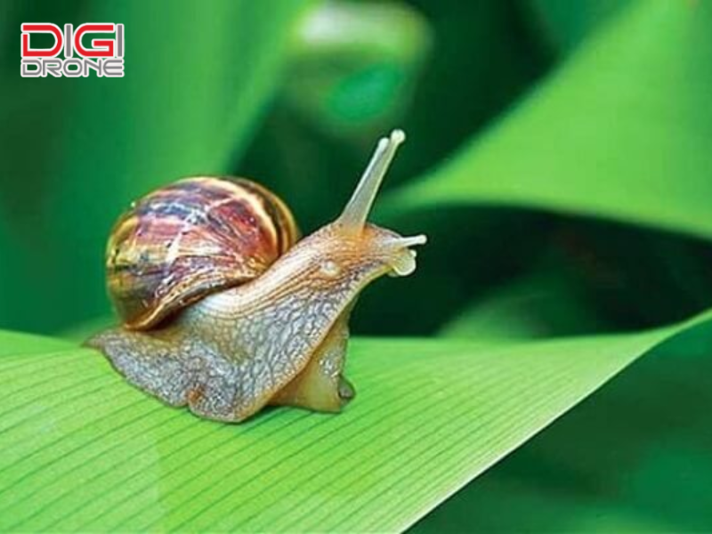 Thiệt hại kinh tế và năng suất nông nghiệp