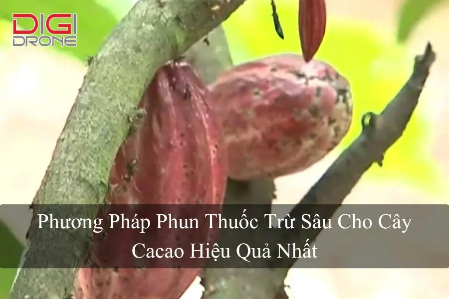 Phương Pháp Phun Thuốc Trừ Sâu Cho Cây Cacao Hiệu Quả Nhất