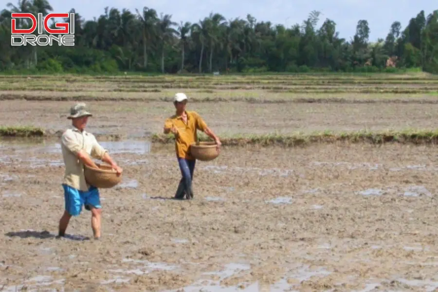 Phương pháp gieo hạt truyền thống