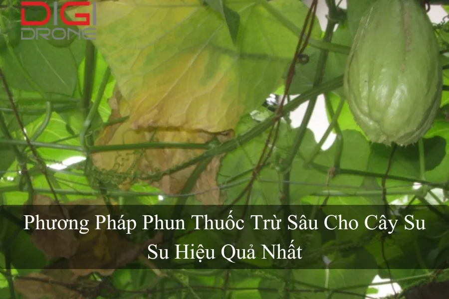 Phương Pháp Phun Thuốc Trừ Sâu Cho Cây Su Su Hiệu Quả Nhất