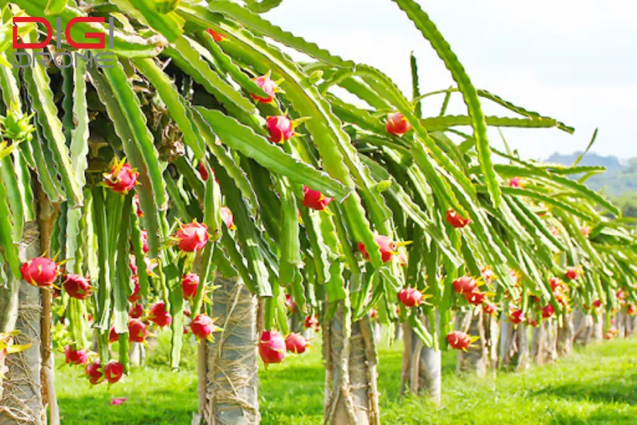 phương pháp phun thuốc trừ sâu cho vườn thanh long